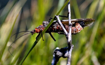 Hatch Profile – Salmonflies