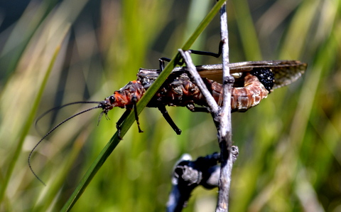 Hatch Profile – Salmonflies