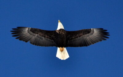 Fly Fishing Is For The Birds