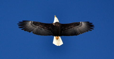 Fly Fishing Is For The Birds