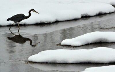 Pondering Mid-winter