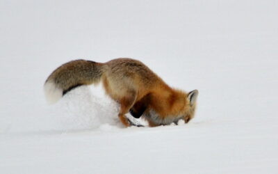 More thoughts on winter