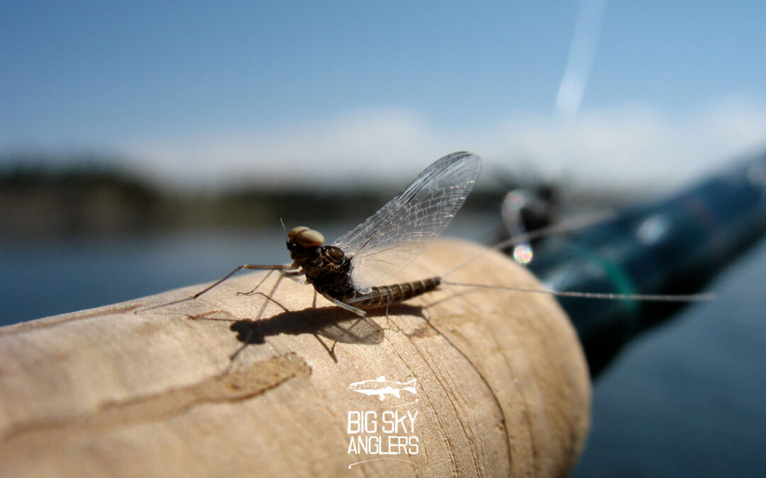Callibaetis and Chironomids – The Trap