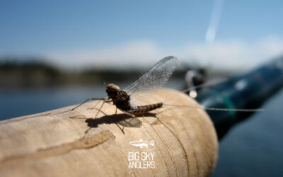 Callibaetis and Chironomids – The Trap