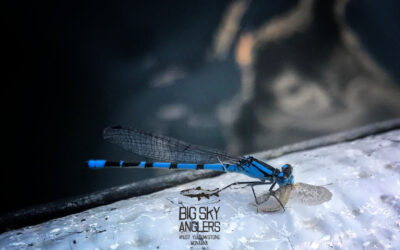 Thoughts Regarding Callibaetis Nymphs