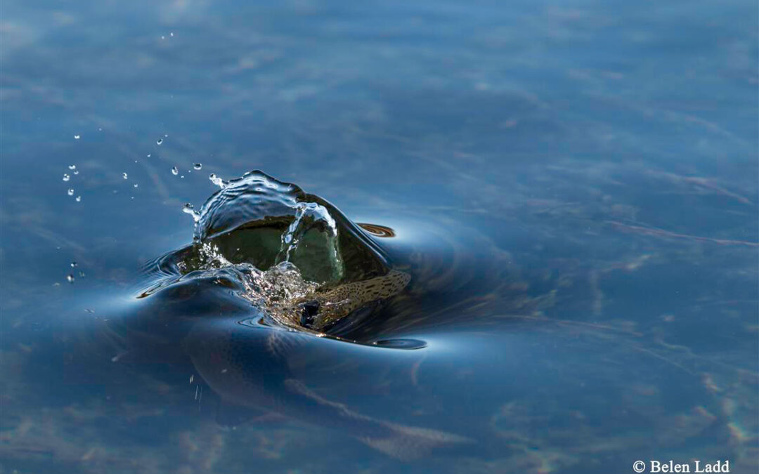 Summer Favorites – Hebgen Lake Gulpers