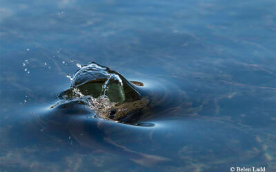 Summer Favorites – Hebgen Lake Gulpers