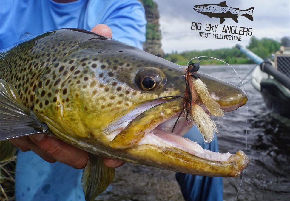 Big Sky Anglers Weekly Fishing Report – June 7, 2018