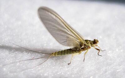 Hatch Profile – Pale Morning Duns