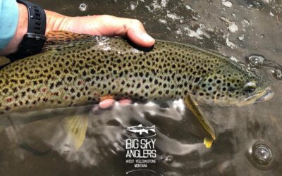 Big Sky Anglers Weekly Fishing Report — June 28, 2018
