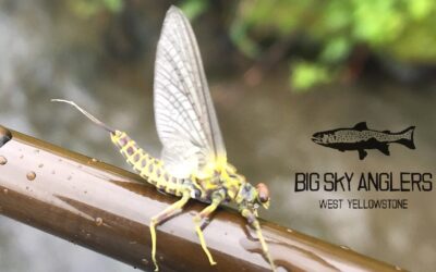 Hatch Profile – Green Drakes