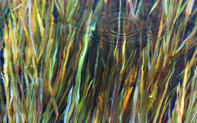 Big Sky Anglers Weekly Fishing Report – 07/05/2018