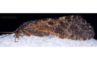 Hatch Profile – Hydropsyche Caddis