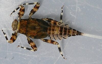 Hatch Profile – Flavs