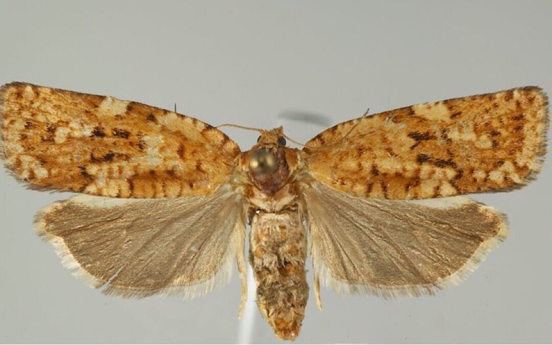 Hatch Profile – Spruce Moth