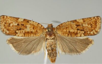 Hatch Profile – Spruce Moth