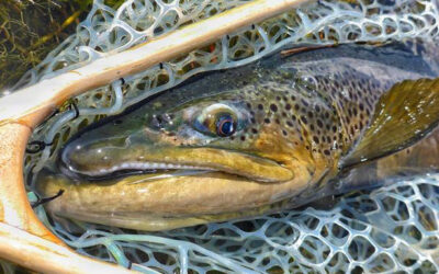 Stillwater Presentation Q&A – Ascending/Emerging Nymphs