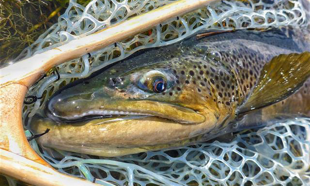 Stillwater Presentation Q&A – Ascending/Emerging Nymphs