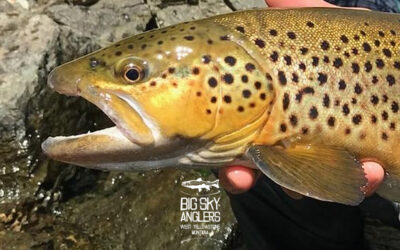 Big Sky Anglers Weekly Fishing Report – 08/16/2018