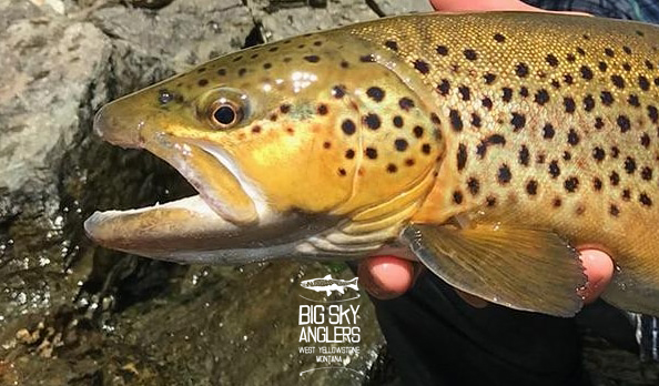 Big Sky Anglers Weekly Fishing Report – 08/16/2018