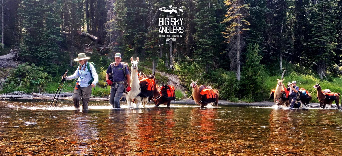 pack llamas heames (Medium)