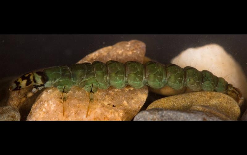 Hatch Profile – Rhyacophila Caddis