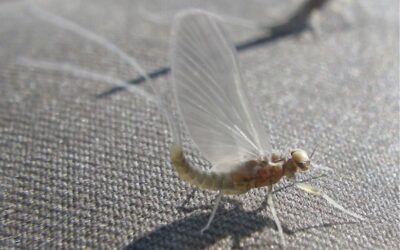 Hatch Profile – The Mayfly Formerly Known as Pseudocloeon