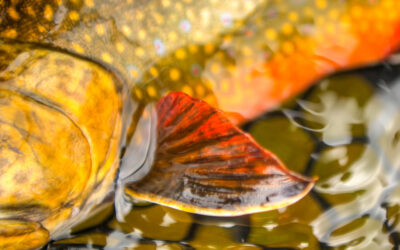 Brook Trout Base Camp