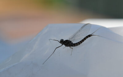 Hatch Profile – Gray Drakes: Four Geeky Bug Facts That Will Help You Catch More Fish