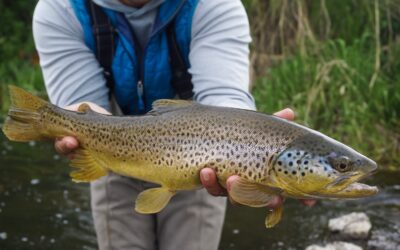 Big Sky Anglers Weekly Fishing Report – June 20, 2019
