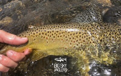 Big Sky Anglers Weekly Fishing Report – July 18, 2019