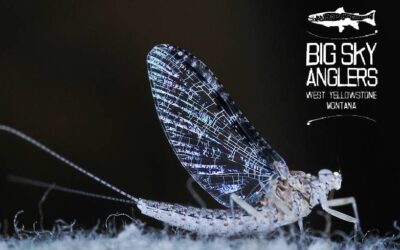 Hatch Profile – Callibaetis – Three Geeky Bug Facts That Will Help You Catch More Fish