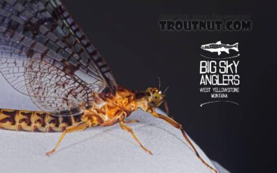 Hatch Profile – Brown Drakes: Three Geeky Bug Facts That Will Help You Catch More Fish