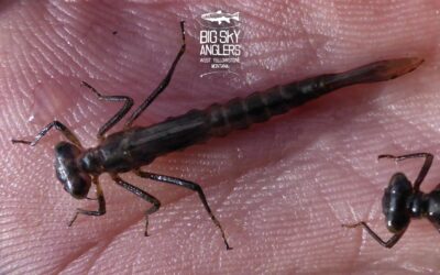 Hatch Profile – Damselflies