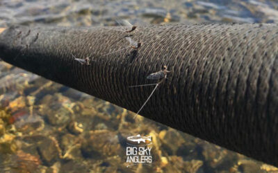 Big Sky Anglers Weekly Fishing Report – July 25, 2019