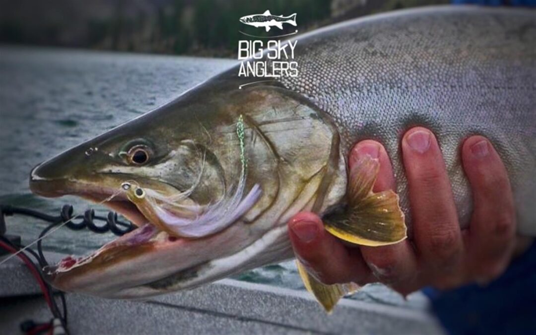 Imitating Baitfish: Factors to Consider