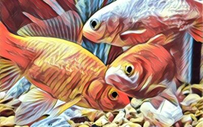 Smarter Than A Goldfish?