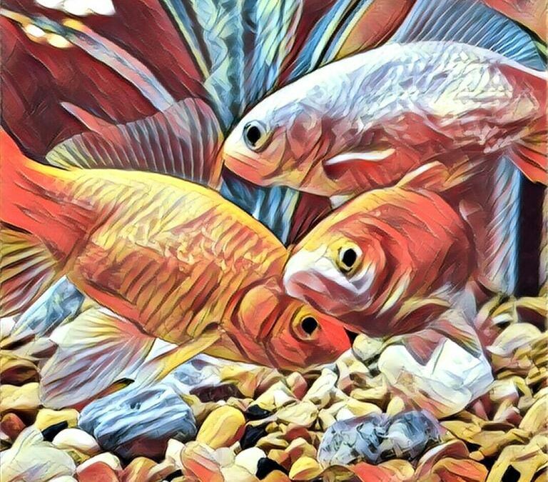 Smarter Than A Goldfish?