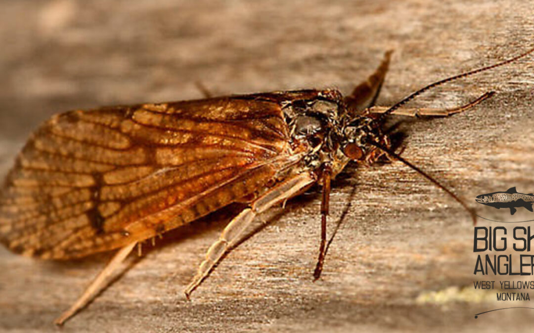 Hatch Profile – Arctopsyche grandis; My favorite Salmonfly pattern on the Madison River