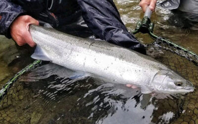 Winter-Run Steelhead – Olympic National Park, WA