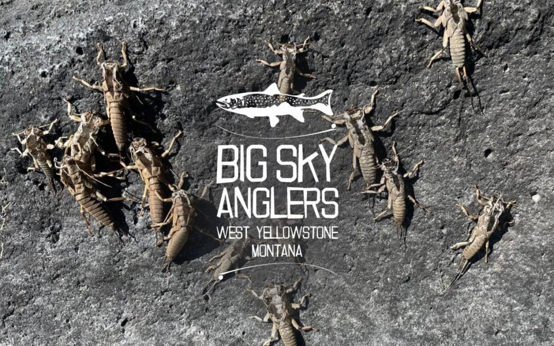BIG SKY ANGLERS WEEKLY FISHING REPORT – 6/17/2021