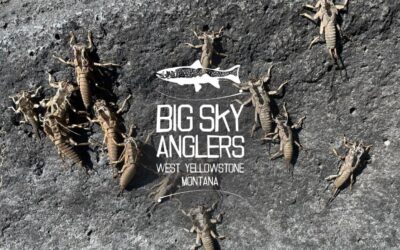 BIG SKY ANGLERS WEEKLY FISHING REPORT – 6/17/2021