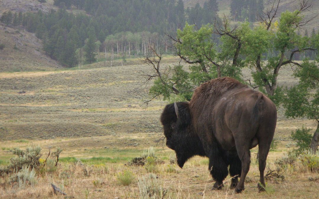 GUIDED INTERPRETIVE TOURS IN YELLOWSTONE NATIONAL PARK