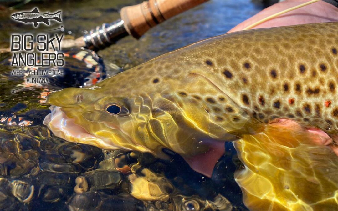 BIG SKY ANGLERS WEEKLY FISHING REPORT – 10/7/2021