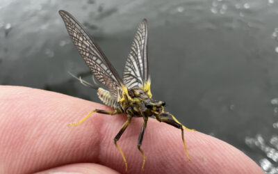 Big Sky Anglers Weekly Fishing Report – 6/30/2022