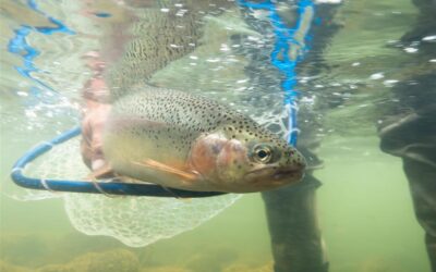 Big Sky Anglers Weekly Fishing Report – 8/4/2022