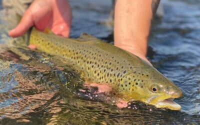 Big Sky Anglers Weekly Fishing Report – 9/15/2022