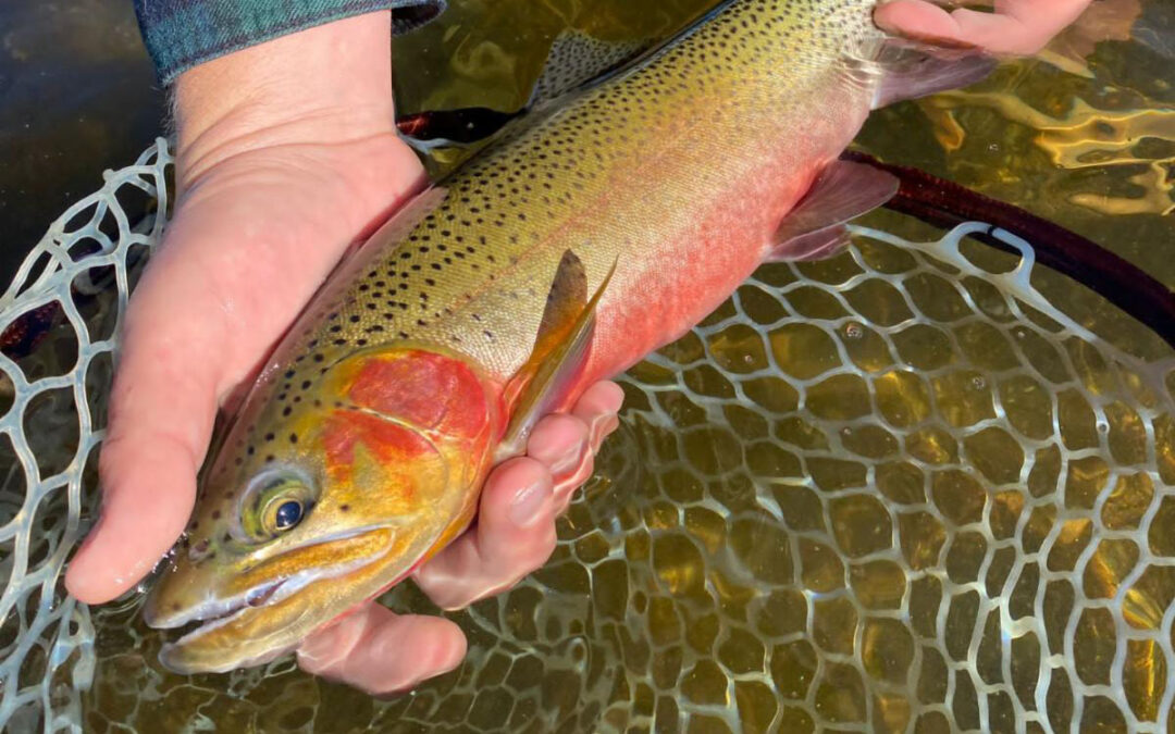 Big Sky Anglers Weekly Fishing Report – 9/8/2022