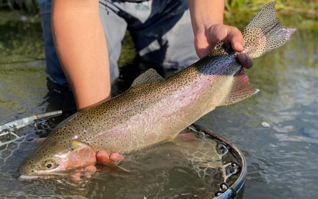 Big Sky Anglers Weekly Fishing Report – 10/13/2022